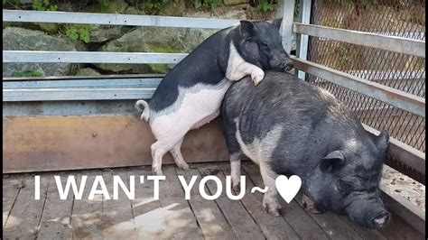 pig sex|Pig sex videos, Boar porn movies .